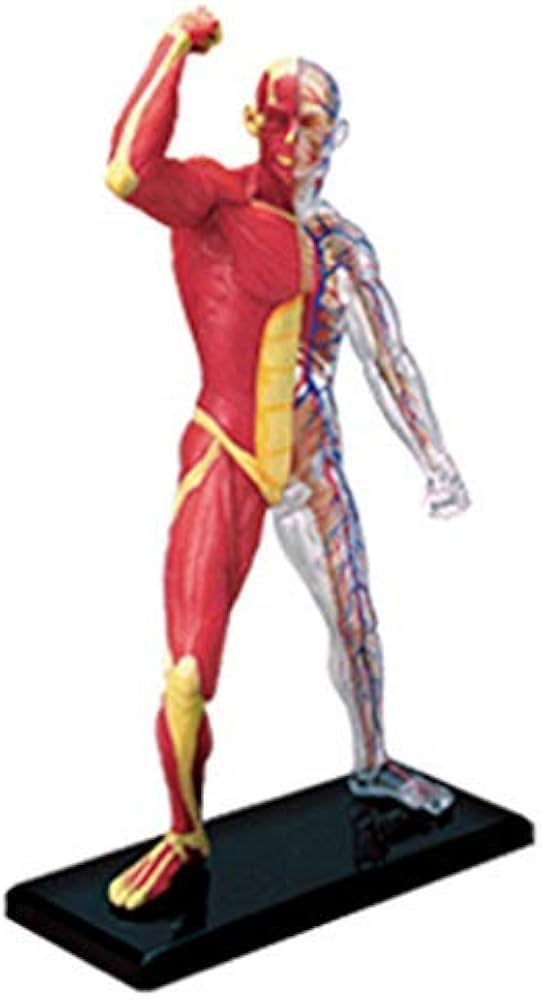 Amazon | 4 D人体解剖模型ジグソーパズル組み合わせ玩具人体筋肉器官